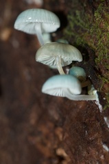 Mycena interrupta