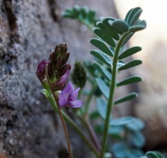 Astragalus cobrensis