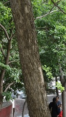 Maclura tricuspidata