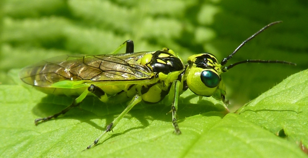 Rhogogaster nigriventris