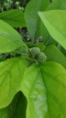 Maclura tricuspidata