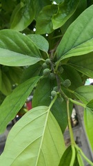 Maclura tricuspidata