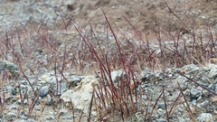 Scribneria bolanderi