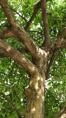 Maclura tricuspidata