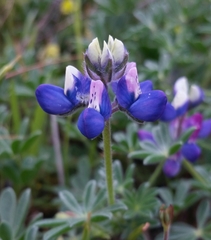 Lupinus albifrons collinus