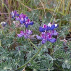 Lupinus albifrons collinus