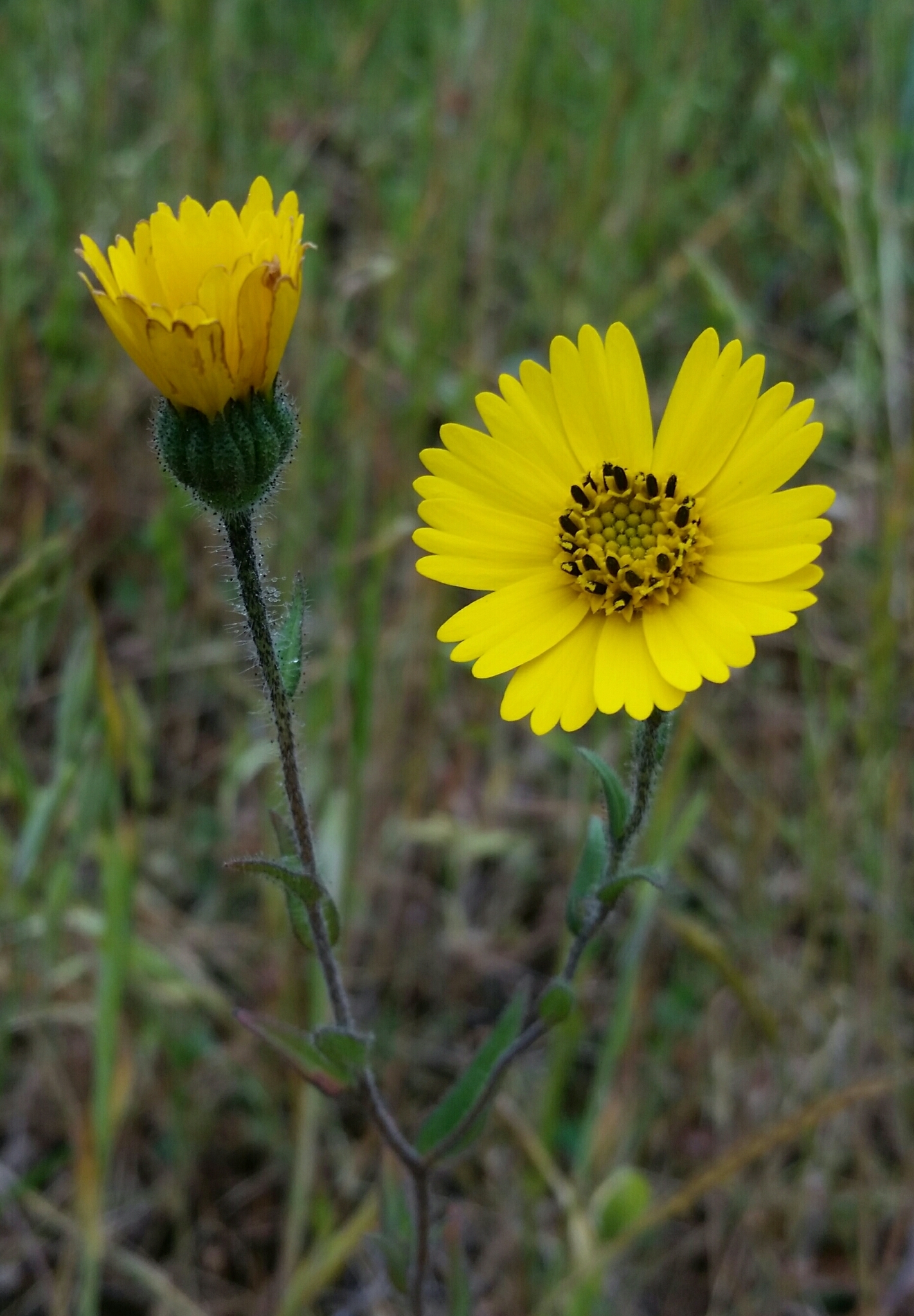 Layia gaillardioides