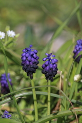 Muscari commutatum