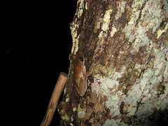 Osteocephalus taurinus