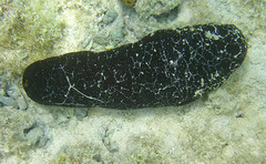 Actinopyga