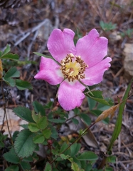 Rosa spithamea