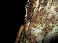 Osteocephalus taurinus