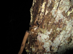 Osteocephalus taurinus