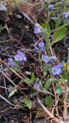Phacelia divaricata