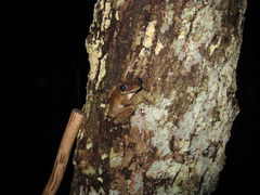 Osteocephalus taurinus