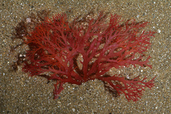 Sphaerococcus coronopifolius