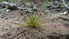 Scribneria bolanderi