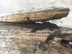 Sphaerodactylus nigropunctatus