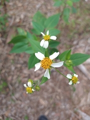Bidens alba