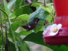 Chaetocercus mulsant