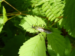 Rhogogaster nigriventris