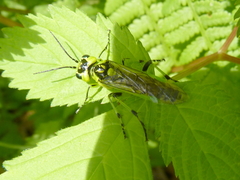 Rhogogaster nigriventris