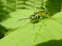 Rhogogaster nigriventris