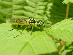 Rhogogaster nigriventris