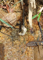 Lepidoptera