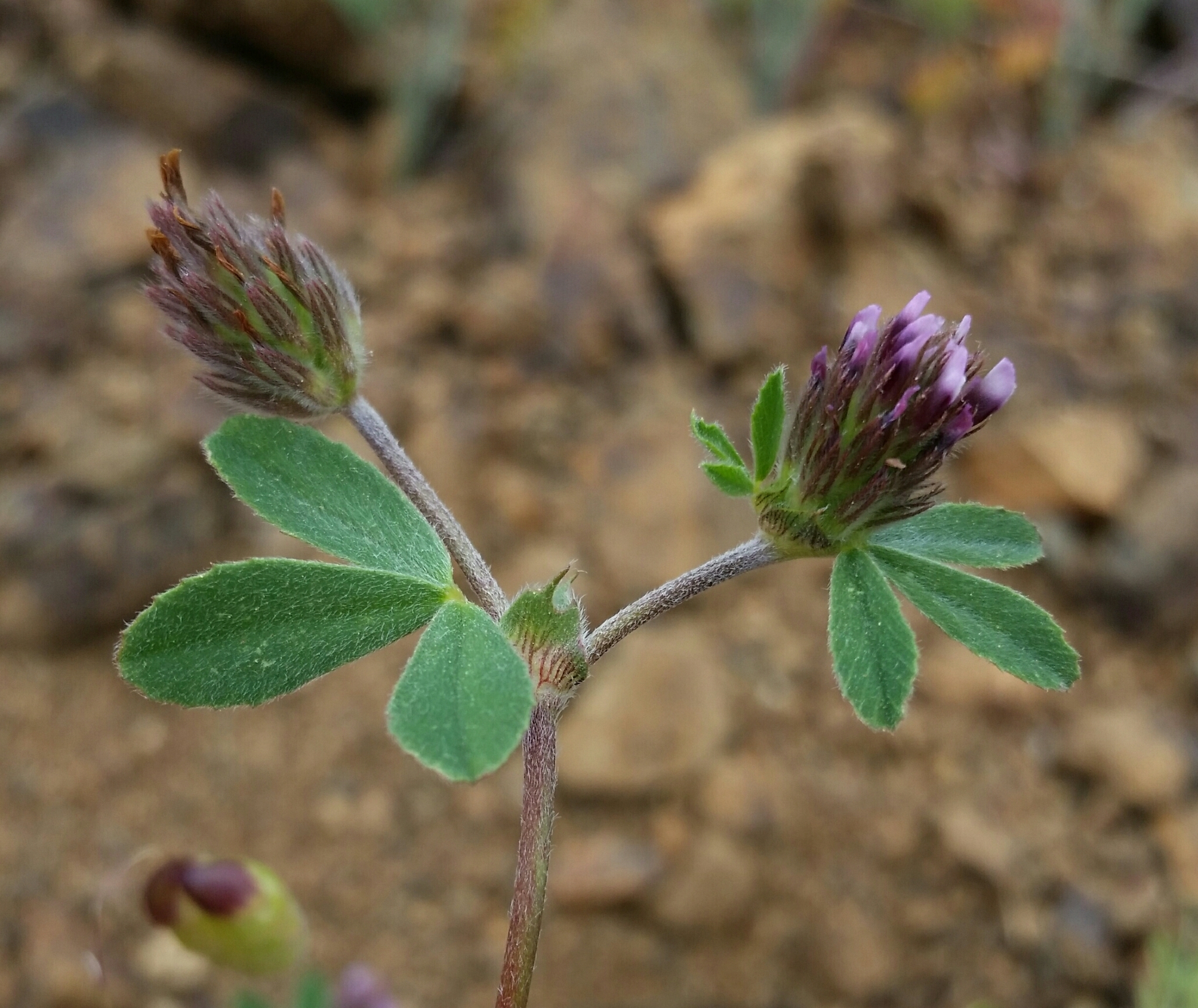 Trifolium macraei