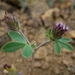 Trifolium macraei - Photo (c) David Greenberger,  זכויות יוצרים חלקיות (CC BY-NC-ND), הועלה על ידי David Greenberger