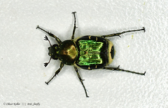 Trichiotinus lunulatus image