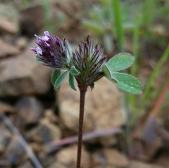 Trifolium macraei