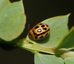 Peltoschema basicolle