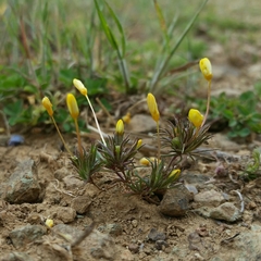 Leptosiphon acicularis