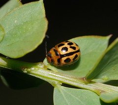 Peltoschema basicolle