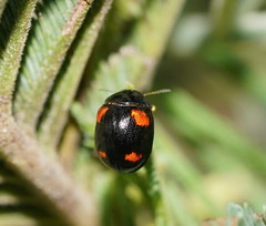 Peltoschema tetraspilotum