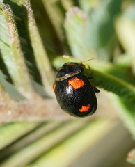 Peltoschema tetraspilotum