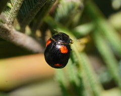 Peltoschema tetraspilotum