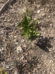 Dermatophyllum secundiflorum