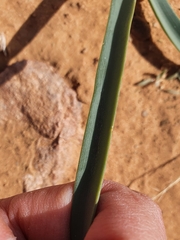Albuca amoena