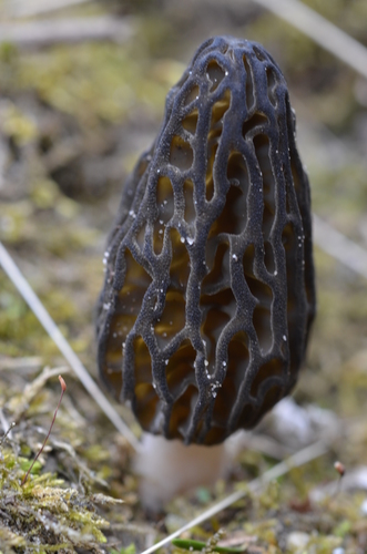 black morel