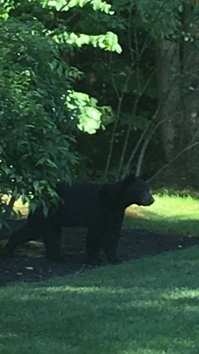 American Black Bear photographed in Ohio
