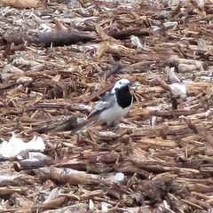 Motacilla alba