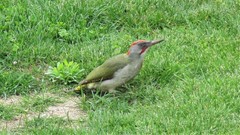 Picus sharpei