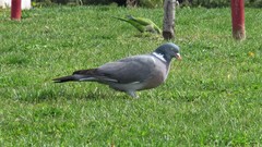 Columba palumbus
