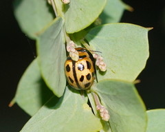 Peltoschema basicolle