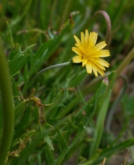 Microseris bigelovii