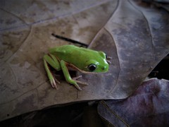 Pithecopus hypochondrialis