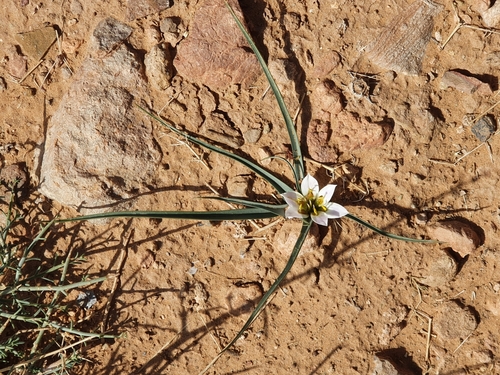 Colchicum gramineum